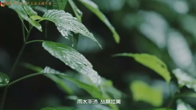 雨林之子：雨林礼物_大自然的本色馈赠